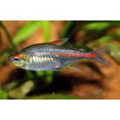 GRACILIS